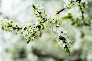 Cherry tree branch in spring blossom close-up. soft selective focus. Flowers blooming at rainy weather