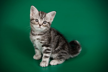 Obraz premium Kot amerykański krótkowłosy na kolorowym tle