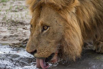 The Savuti North Pride lions roam in the Chobe National Park Botswana.