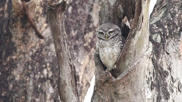 Spotted owlet,Birds on the tree