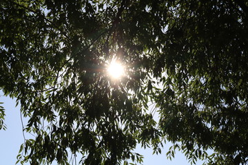 Fototapeta premium Sunshine through green leaves 