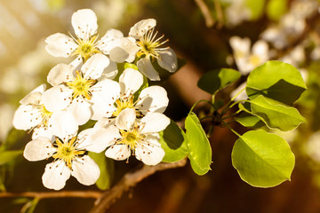 Blossoming branch pear. Bright colorful spring flowers. Beautiful nature scene