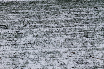 Field of young green wheat covered with white snow at winter