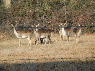cervi e daini in natura