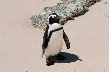 Obraz premium Cuteness overload: funny african penguins living free in south african beach (Boulder Beach Penguin Colony)