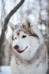 Beautiful, happy and adorable Siberian Husky dog sitting on the snow path in the winter forest at sunset.