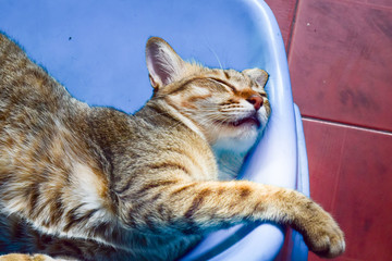 Portrait of sleeping cat