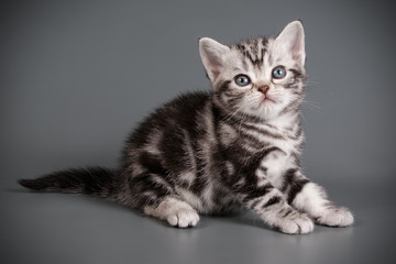 American shorthair cat on colored backgrounds