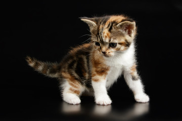 American shorthair cat on colored backgrounds