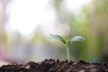small tree sapling plants planting with dew