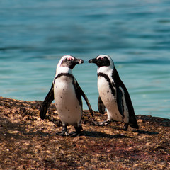 Naklejka premium Cuteness overload: funny african penguins living free in south african beach (Boulder Beach Penguin Colony)