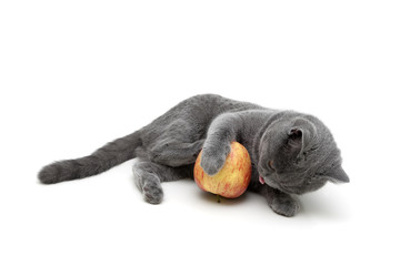 gray kitten playing with an apple on a white background