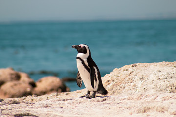 Fototapeta premium Cuteness overload: funny african penguins living free in south african beach (Boulder Beach Penguin Colony)