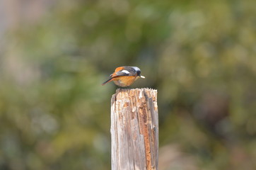 虫を捕まえたジョウビタキのオス