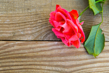 Pink rose on wooden background. Top view, copy space
