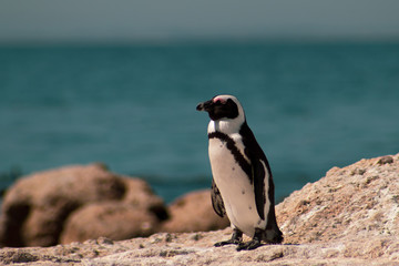 Cuteness overload: funny african penguins living free in south african beach (Boulder Beach Penguin Colony)