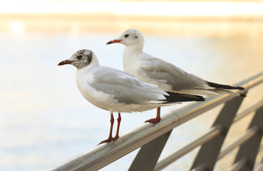 Two seagulls sitting on a metal fence in a big city on a sunny afternoon