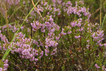 pink flowers in the garden