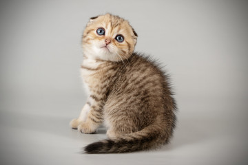 Scottish fold shorthair cat on colored backgrounds