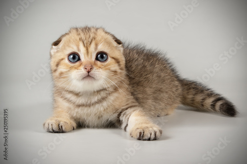 Scottish Fold Shorthair Cat On Colored Backgrounds Stock Photo