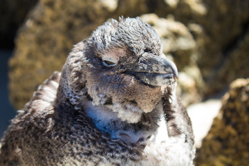 Cuteness overload: funny african penguins living free in south african beach (Boulder Beach Penguin Colony)