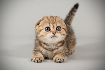 Scottish fold shorthair cat on colored backgrounds