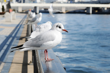 隅田川のカモメ