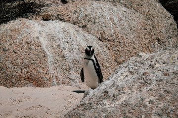 Cuteness overload: funny african penguins living free in south african beach (Boulder Beach Penguin Colony)