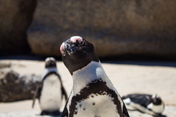 Cuteness overload: funny african penguins living free in south african beach (Boulder Beach Penguin Colony)
