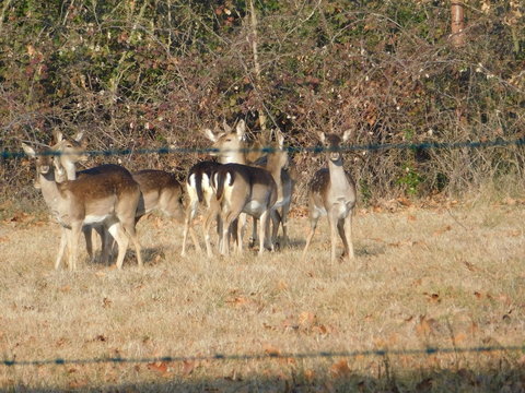 cervi e daini in natura