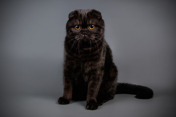 Scottish fold shorthair cat on colored backgrounds