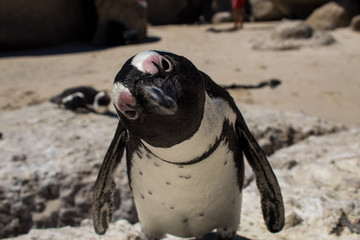 Cuteness overload: funny african penguins living free in south african beach (Boulder Beach Penguin Colony)
