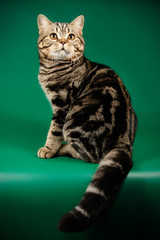 Scottish straight shorthair cat on colored backgrounds