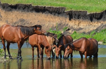  Ural mountains, summer. In the fields near the villages walking horses