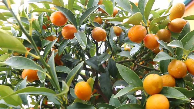 Kumquat, chinese tangerines with raindrops on tree