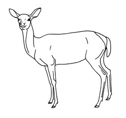 Deer female contour