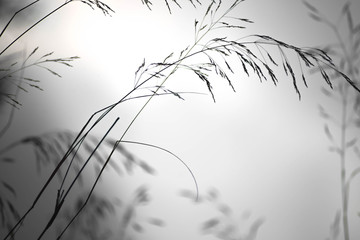 Obraz premium naturaleza 2