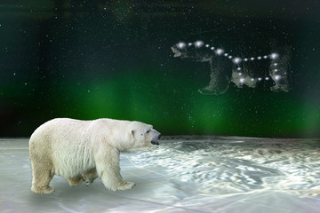 Polar bear and Ursa Major Great Bear constellation. Elements of this image furnished by NASA.