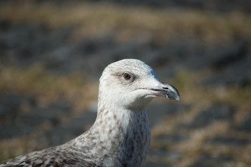 pájaros 3