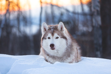 Gorgeous, happy and cute Siberian Husky dog lying on the snow in the winter forest at sunset.