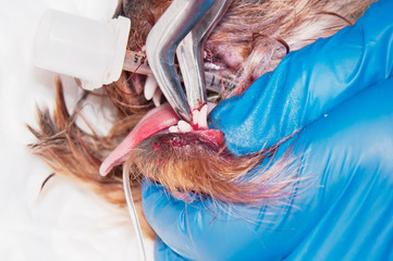 Surgical removal of needless temporary teeth in the dog. The process of tooth extraction (concept veterinary stomatology)