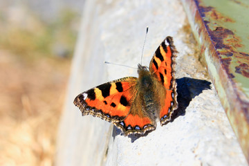 Small tortoiseshell butterfly in the sun
