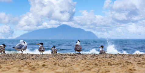 Obraz premium Beach nesting birds and seagulls closeup with ocean and mountain in the background on bright sunny day