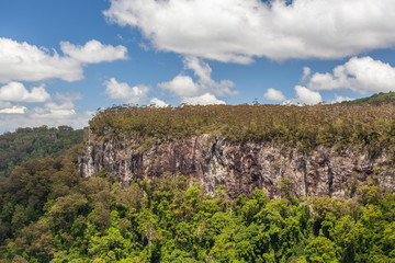 Fototapeta na wymiar Green forested cliff in Springbrook National Park in Queensland, Australia