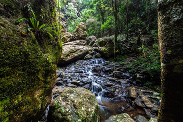 Beautiful creek flowing in lush rainforest in Queensland, Australia