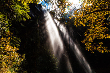 Fototapeta na wymiar Rays of light protruding through high waterfall and lush vegetation in rainforest