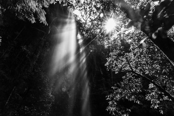 Sunshine and waterfall in a forest in black and white