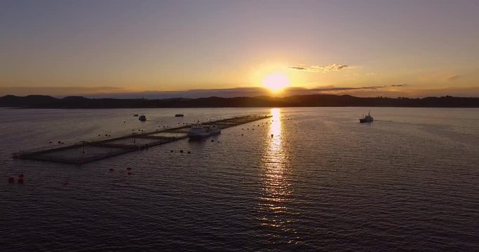Aerial view of wellboat during harvesting of salmon in captivity, in the waters of the Chiloe archipelago