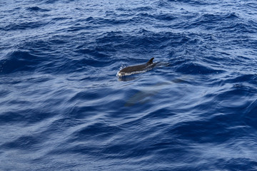 Obraz premium the grind's family of black dolphins in the open ocean