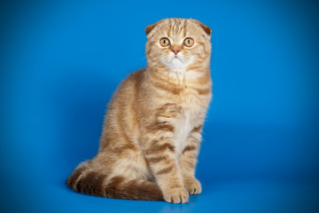Scottish fold shorthair cat on colored backgrounds